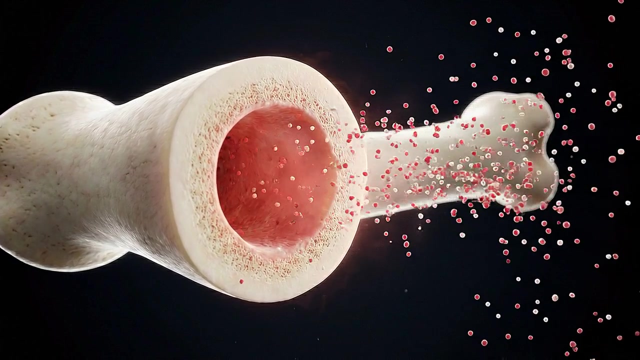 Bone cross section revealing red marrow cavity and trabecular structure