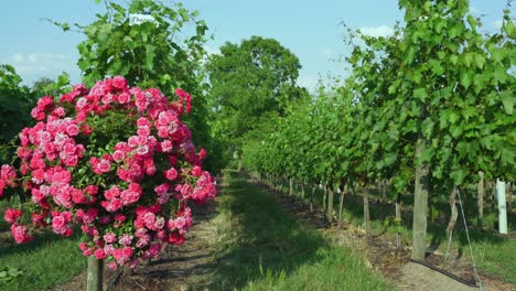 rosebush at a vineyard in werder  in brandenburg