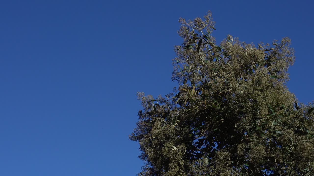 Static shot of a tree canopy swaying softly against a clear deep blue sky, with natural sunlight and crisp outdoor atmosphere