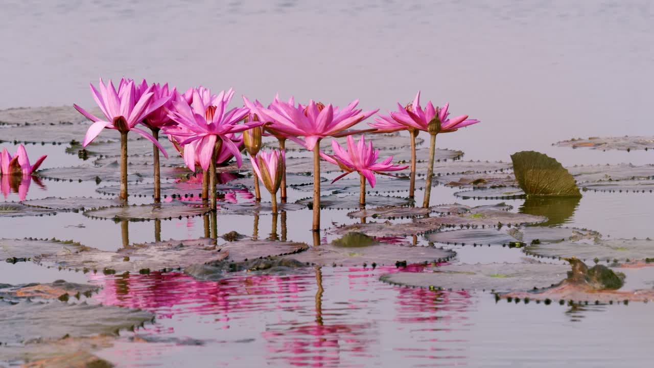 Beautiful pink lotus flowers thrive in calm waters showcasing nature's elegance and tranquility.