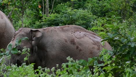 Los-Elefantes-Asiáticos-Son-Especies-En-Peligro-De-Extinción-Y-También-Son-Residentes-De-Tailandia