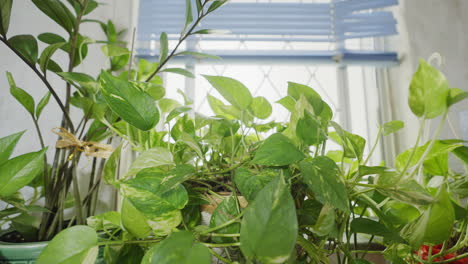 aliento de aire fresco viviendo en plantas de interior en un apartamento cerrado de hong kong
