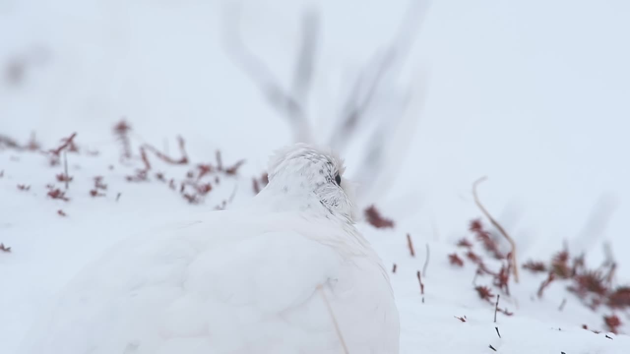ノルウェー北部山地の白い冬羽のオライチョウ