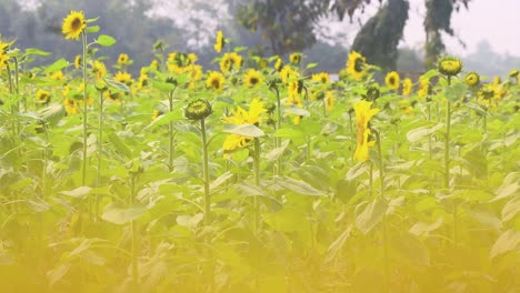 Una-Capa-De-Primer-Plano-Dorada-Enmarca-Un-Campo-De-Girasoles-Vibrantes,-Creando-Una-Imagen-única-Y-Cautivadora