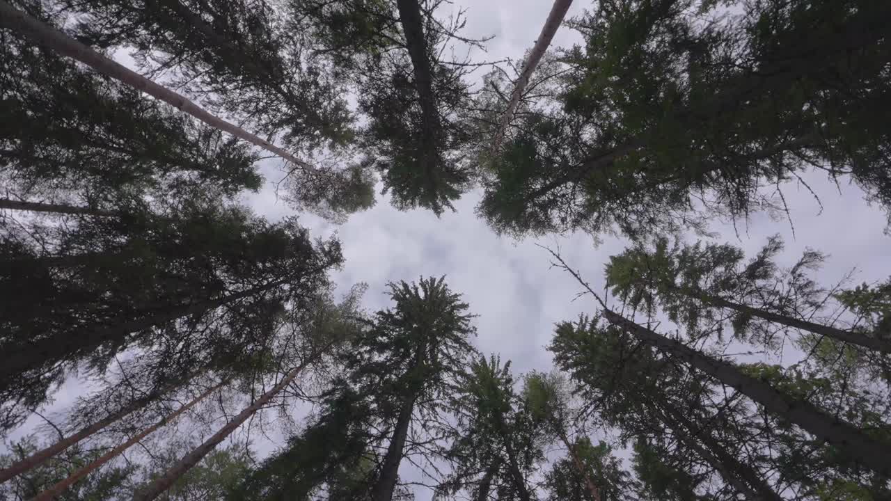 Looking Up On Tall Dense Spruce Trees On Sunset