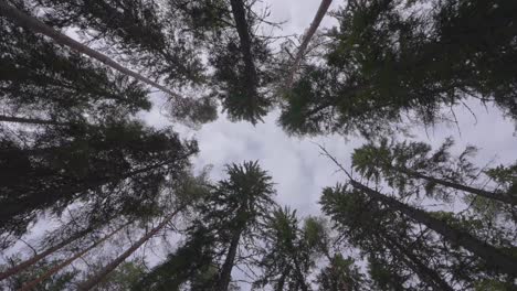 looking up on tall dense spruce trees on sunset