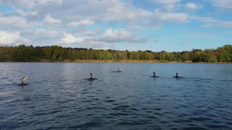 following a flock of birds as they dive into the lake