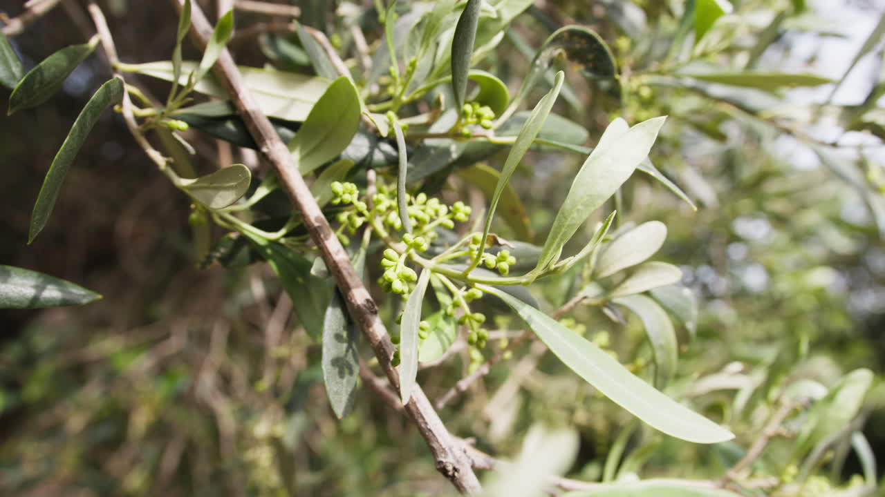 Piccoli uliveti in Italia per la produzione di olio d'oliva
