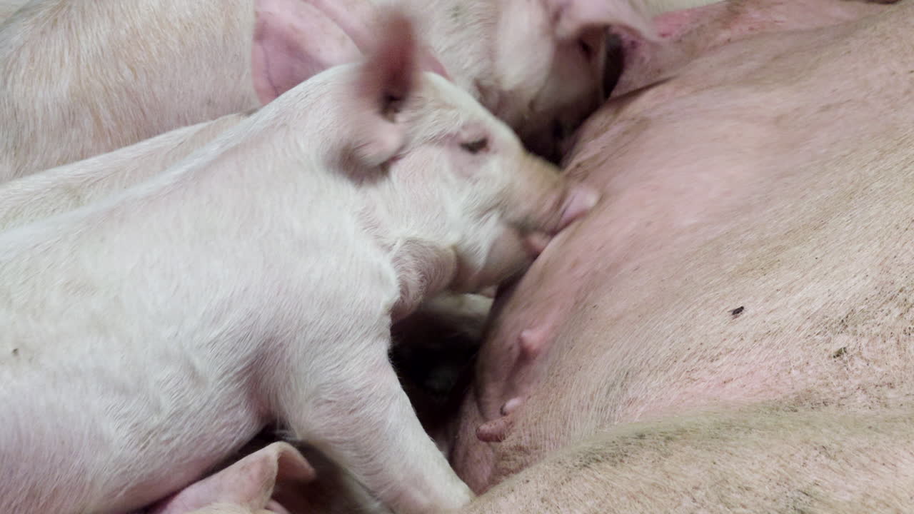 Piglets suckling milk, farming industry, animal husbandry, mother sow