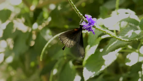 una mariposa se posa en una flor morada y luego se va volando