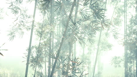 bamboo green forest in morning fog