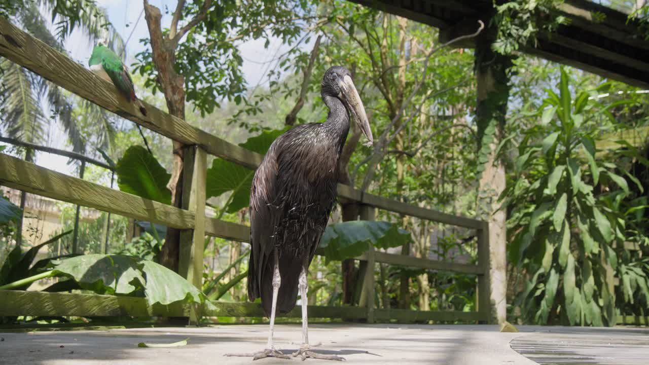 pájaro africano de pico abierto negro de pie alto, capturado a nivel del suelo
