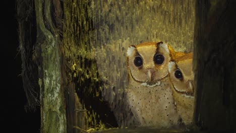 two baby oriental bay owl or phodilus badius in a nest in palm tree hole