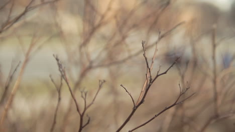 bare tree branch moving in the wind tele lens with selective focus, late afternoon light, warm tones