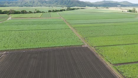 sugar cane plantation aerial view