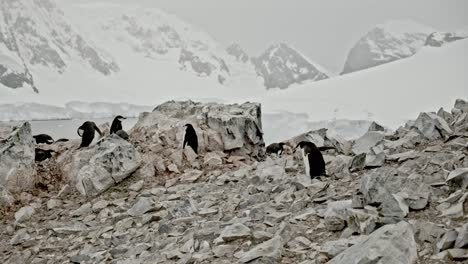 Pingüino-Caminando-Por-La-Colonia,-Sobre-Las-Rocas-En-Una-Bonita-Bahía-En-La-Antártida