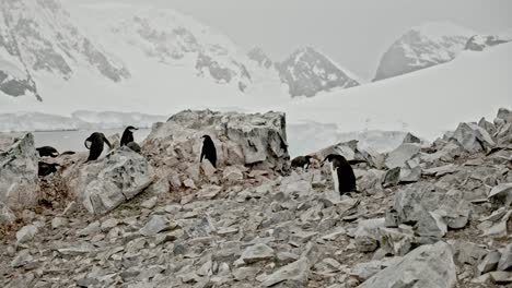 penguin walking through colony, over, rocks in a nice bay in antarctica