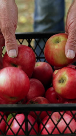 a black plastic box filled with red apples. close up. unrecognized man comes up to a box adding more apples. vertical video