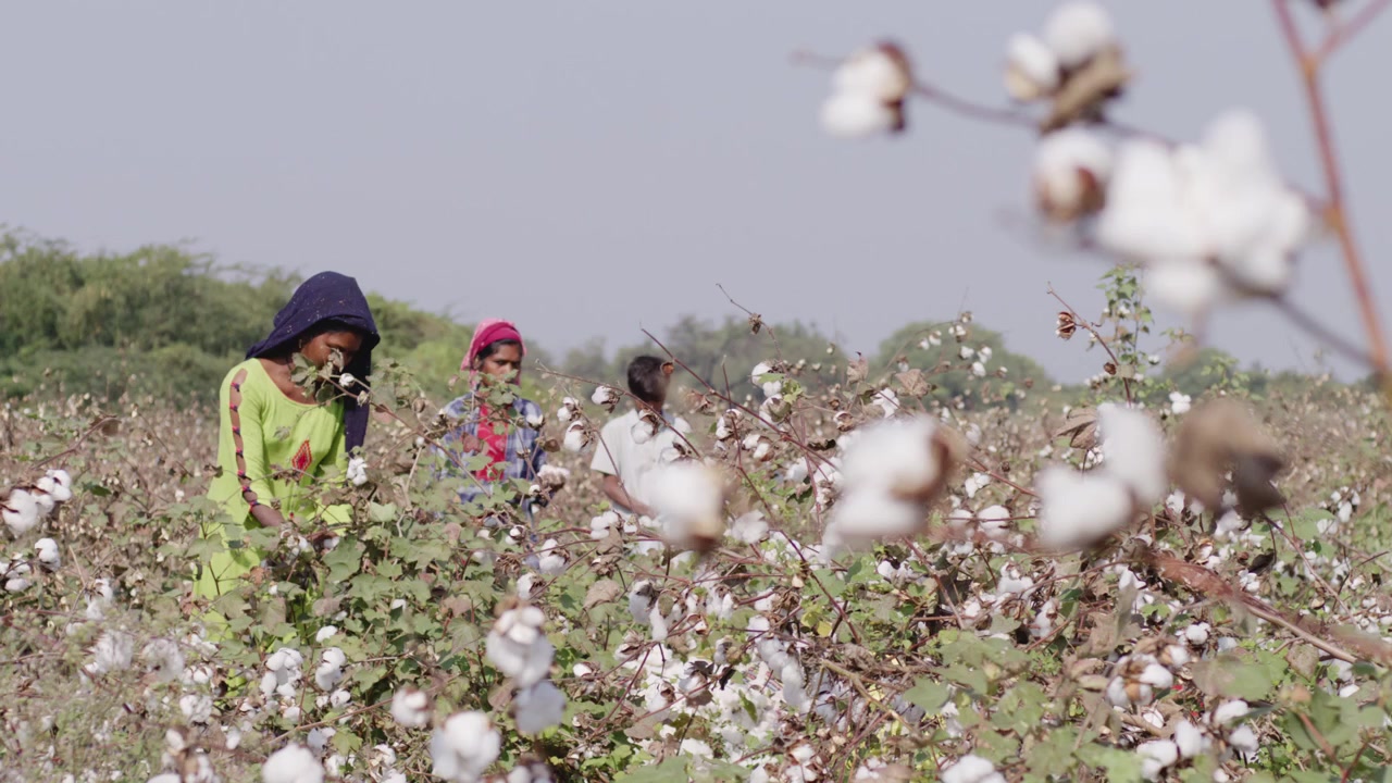 Una ripresa lunga a mano di una contadina indiana e un giovane ragazzo indiano che raccolgono cotone su un terreno agricolo di cotone in un pomeriggio soleggiato