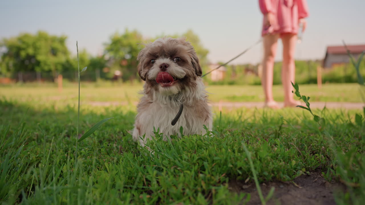 Bright Picture Of Dog Outdoors, Cheerful Image Showing Puppy In Grass, Sunlit Portrait Of Fluffy Dog With Owner Behind, Vivid Scene Capturing Joyful Puppy Sitting Peacefully In Natural Surroundings