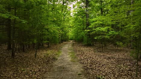 punto de vista de un paseo por el bosque