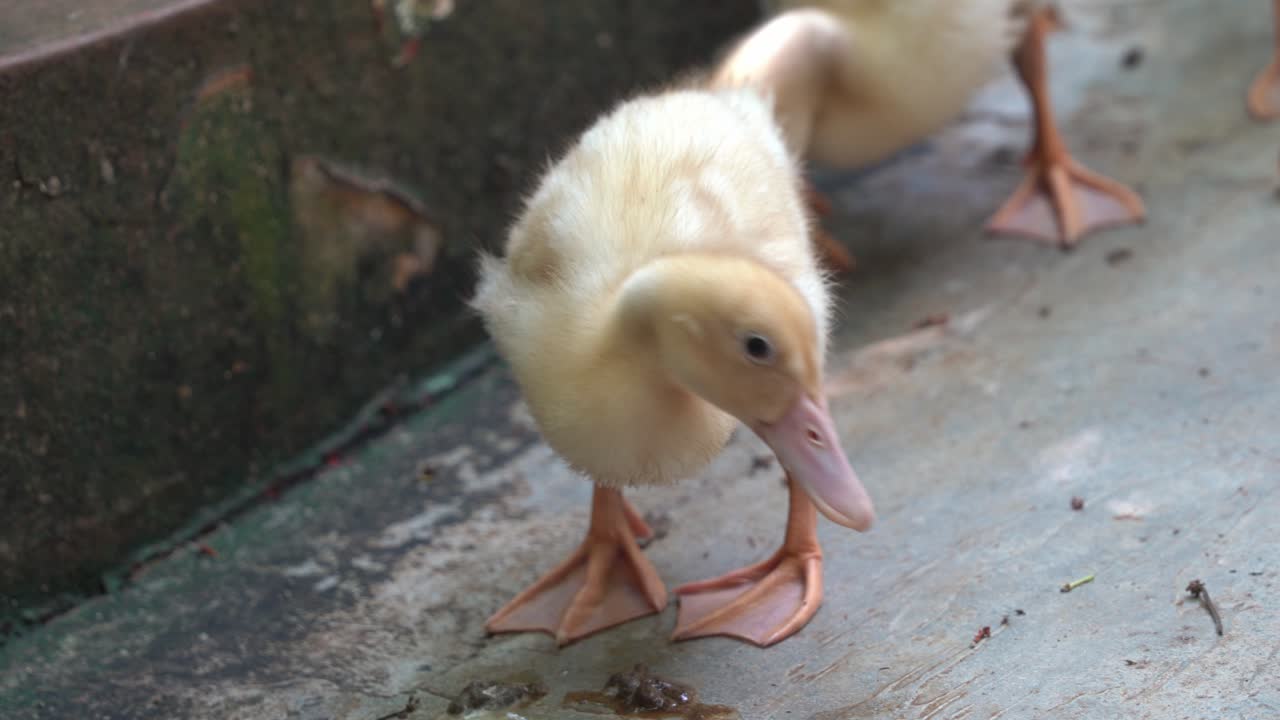 Graziosi anatroccoli gialli e soffici a terra in cerca di cibo, che camminano a papera e scodinzolano le code, ripresa ravvicinata a mano libera al parco faunistico di Langkawi, Malesia.