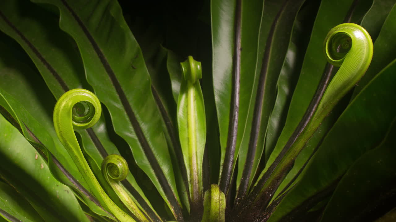 múltiples fondos energéticos se despliegan