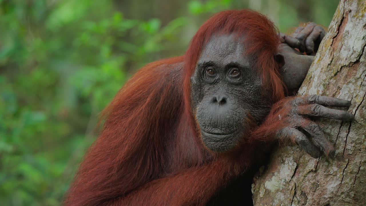 Orangutan nella foresta pluviale