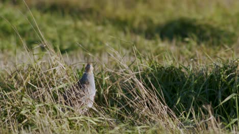 primer plano perfecto de pájaro perdiz gris caminando por la carretera y pradera de hierba alimentándose y escondiéndose