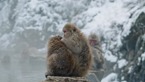 two japanese snow monkeys (macaques) engage in a grooming ritual at the steamy onsen of jigokudani monkey park, japan.
