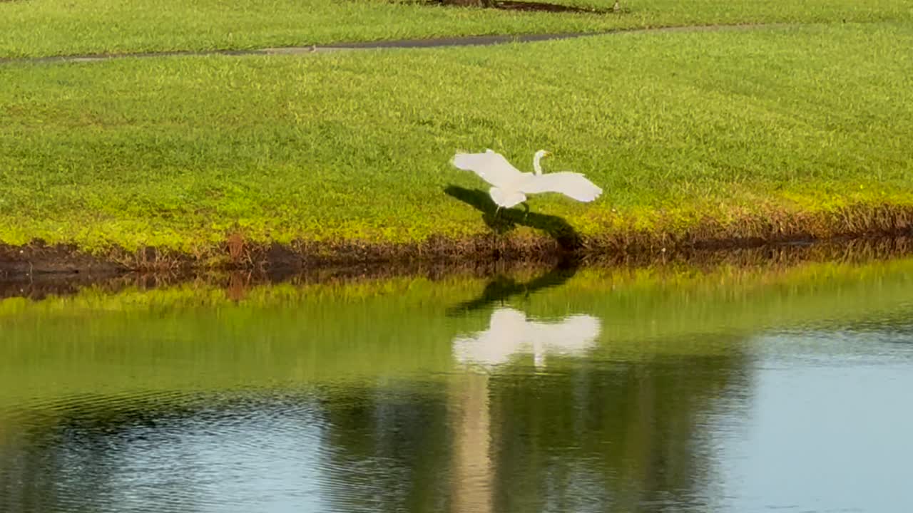 Great egret flying across a pond