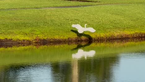 great egret flying across a pond