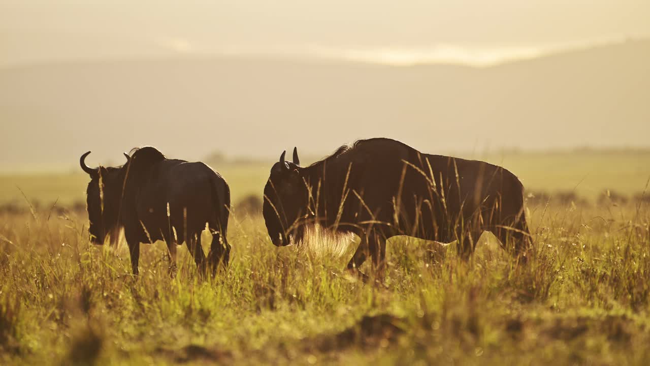Wildebeest Herd Great Migration in Africa, Walking in Savannah Landscape Scenery in Beautiful Golden Hour Sunset Sunlight Light from Masai Mara in Kenya to Serengeti in Tanzania, African Wildlife