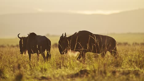 wildebeest herd great migration in africa, walking in savannah landscape scenery in beautiful golden hour sunset sunlight light from masai mara in kenya to serengeti in tanzania, african wildlife