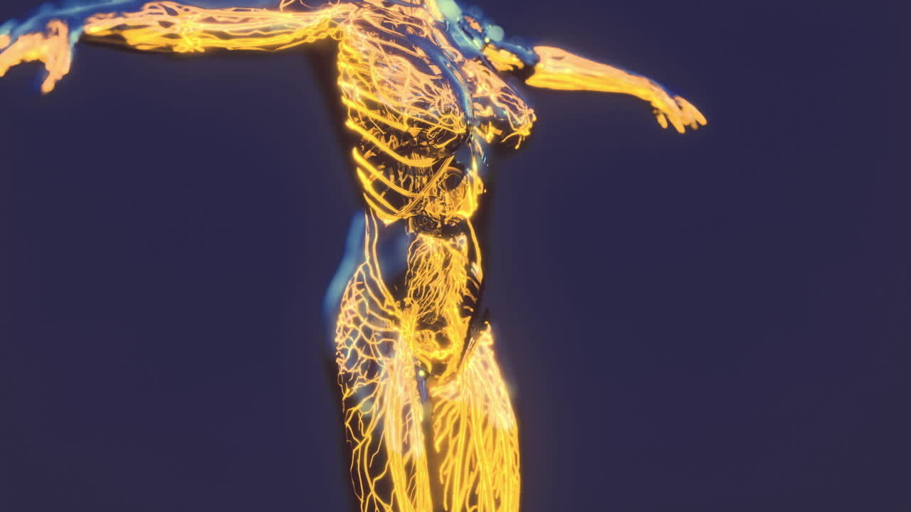 Anatomia umana con un focus sui vasi sanguigni e sulla circolazione