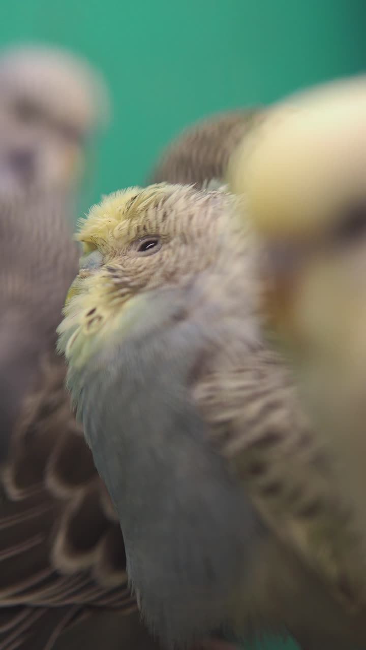 Close-up Portrait of a Budgerigar Blinking Slowly