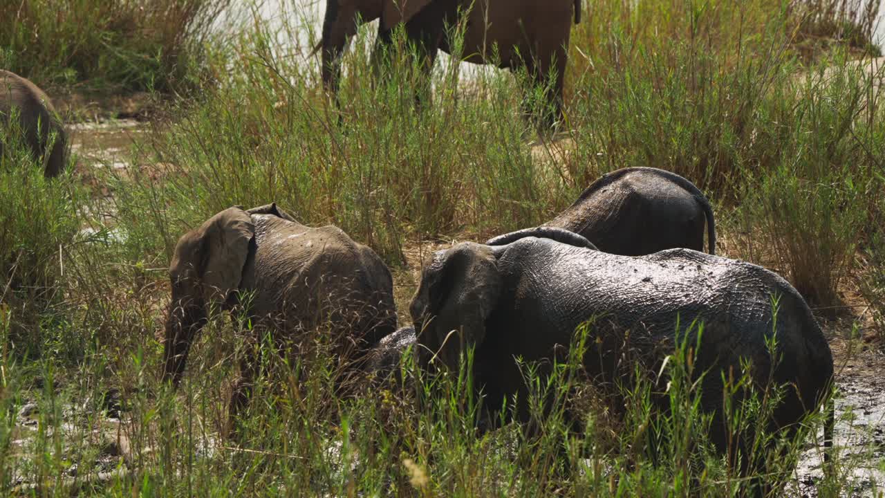 Diversi elefanti ricoperti di fango, inclusi cuccioli, stanno in piedi e guadano in acqua bassa e fangosa tra alte canne al rallentatore, Parco Nazionale Kruger.