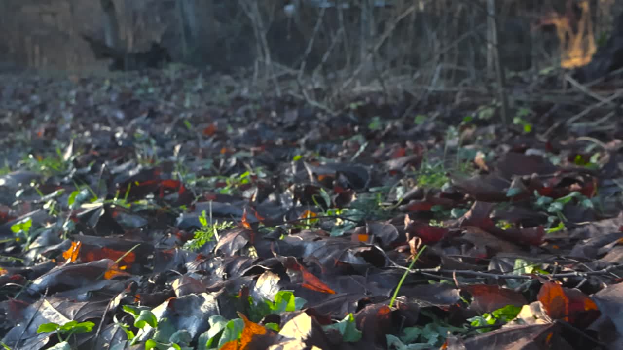 Gorgeous and colorful footage that is gliding over autumn foliage and forest floor or ground that has brown and yellow fallen leaves on it with green grass growing through during a sunny cold day.