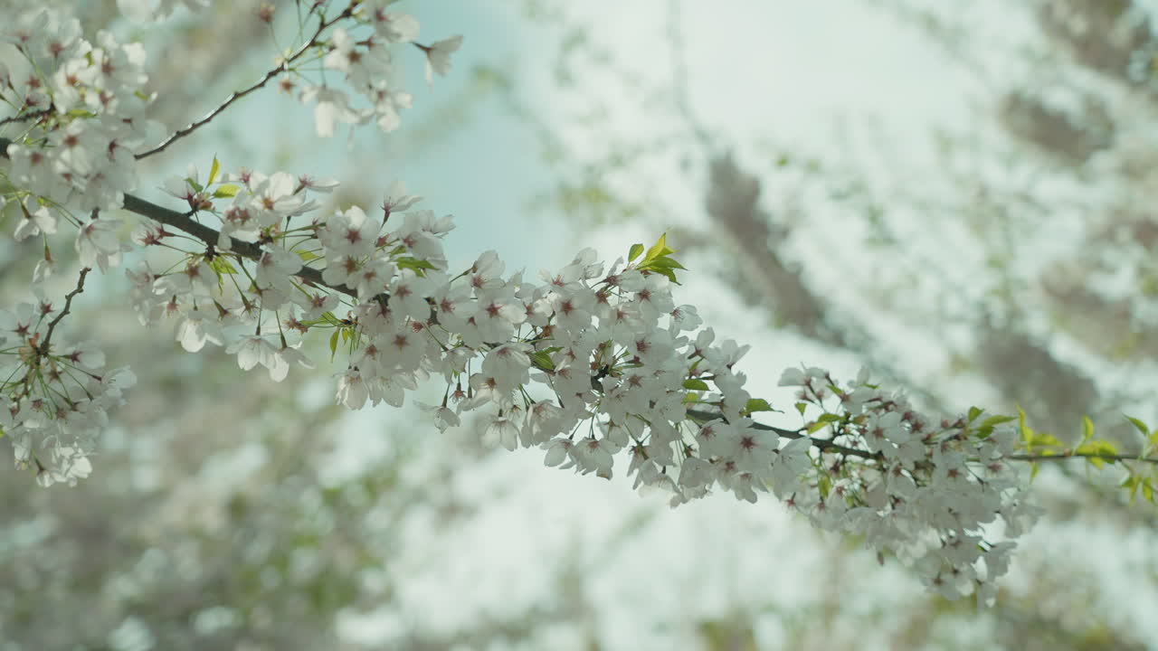 Cherry blossom trees in full bloom, branches with delicate white flowers against a light sky
