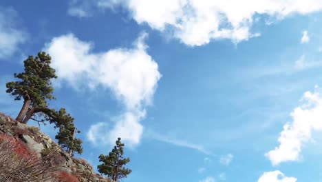 Timelapse sequence with pine cone tree in the background while clouds passing by