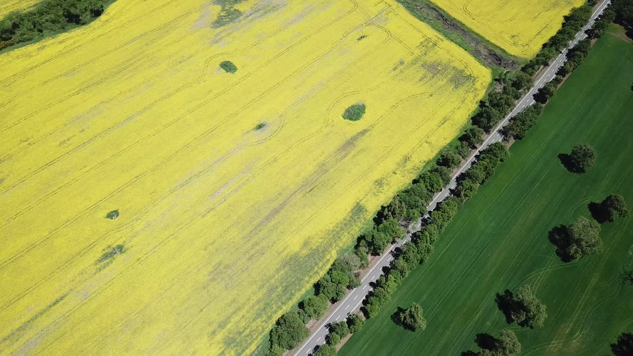 Birds Eye Aerial View of Scenic Yellow Flower Field in Countryside of Chile. Canola Oil Plantation