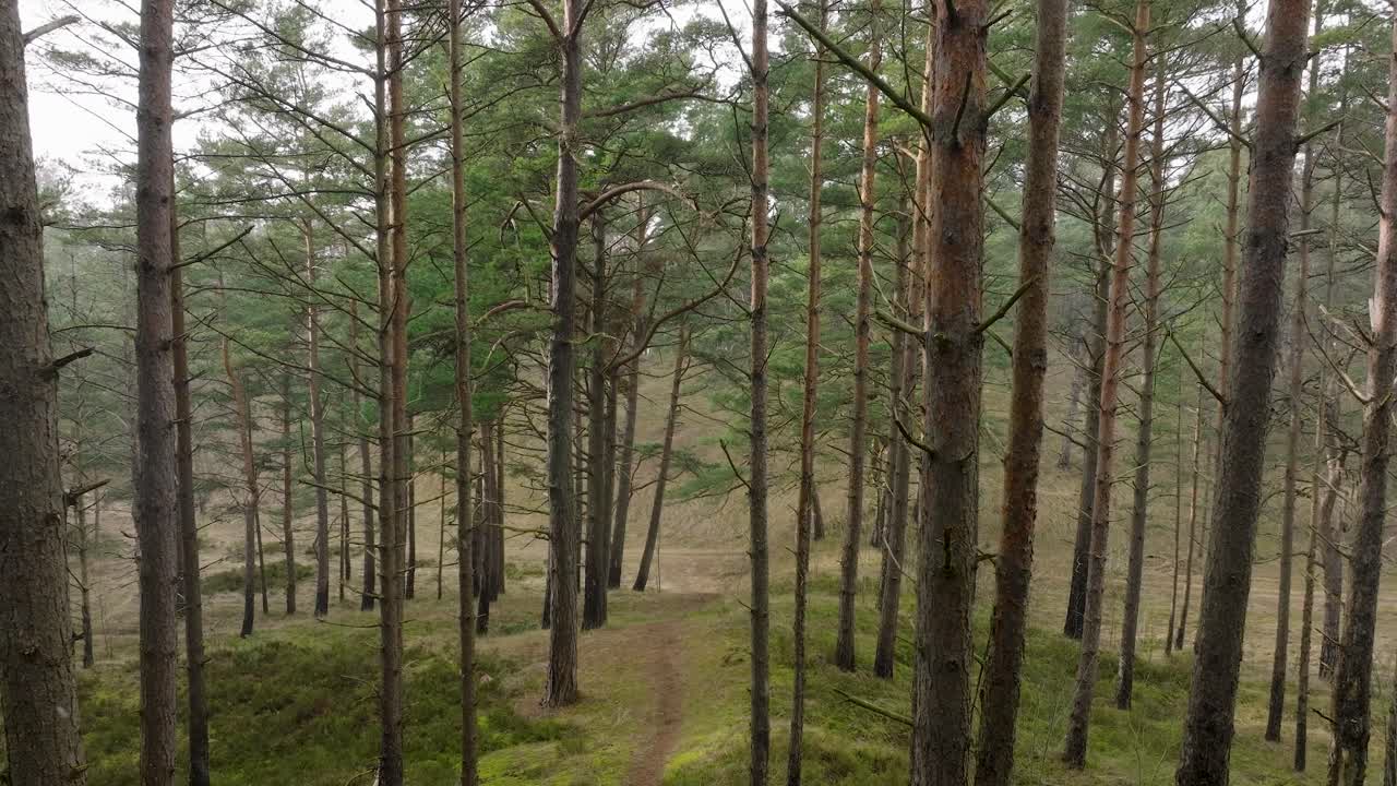 Aerial view of wild pine forest, green moss and heather under the trees, overcast day, light snow falling, Nordic woodland, Baltic sea coast, mystic concept, slow drone dolly shot moving back