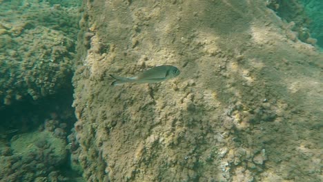 close up underwater view of gilthead sea bream fish swimming in clear seawater on rocky seabed