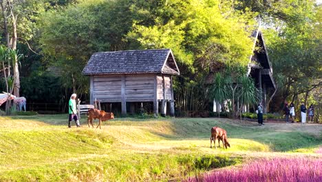 calf and cow grazing near wooden structures