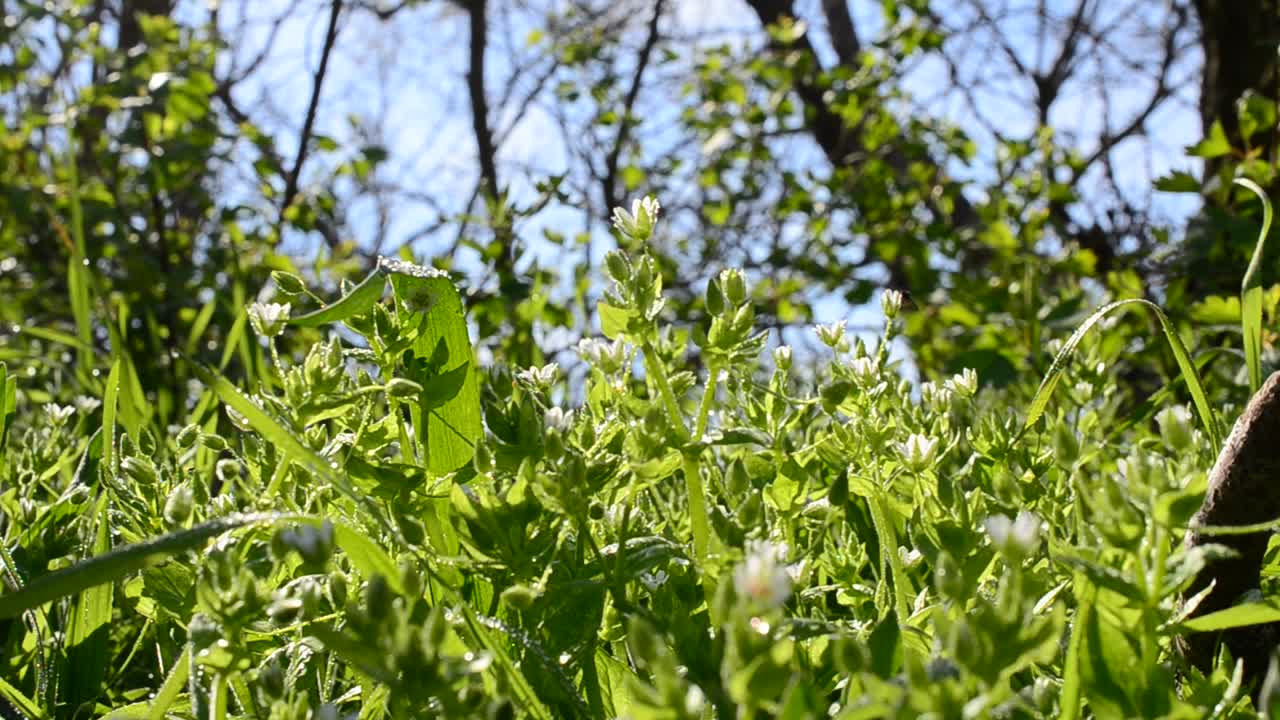 Wild flowers. White flowers