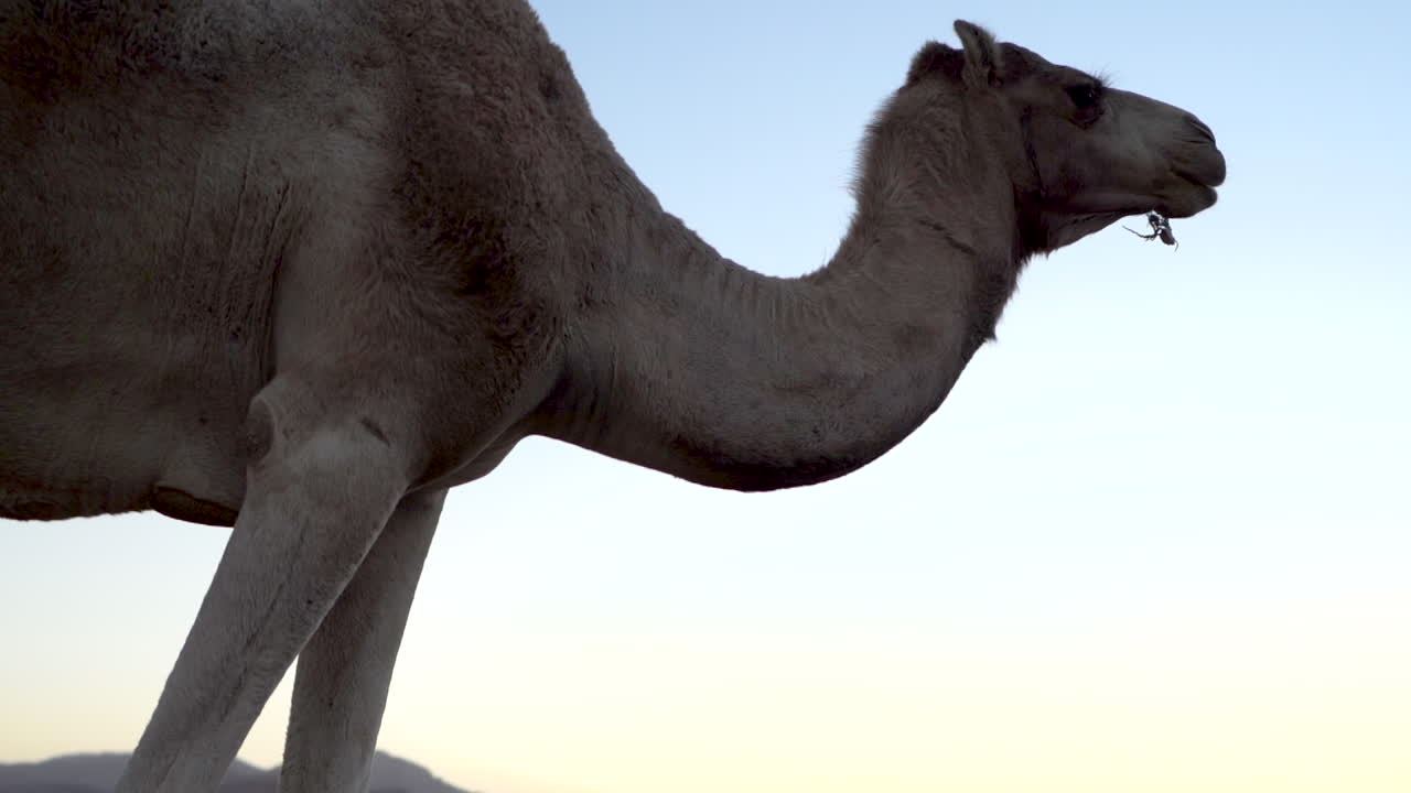un camello de piel blanca come y mastica hierba y se para frente al cielo azul de la noche, 100 fotogramas por segundo