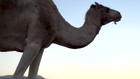 A White Fur Camel Eats and Chews Grass and Stands in Front of Blue Evening Sky, 100 Frames Per Second