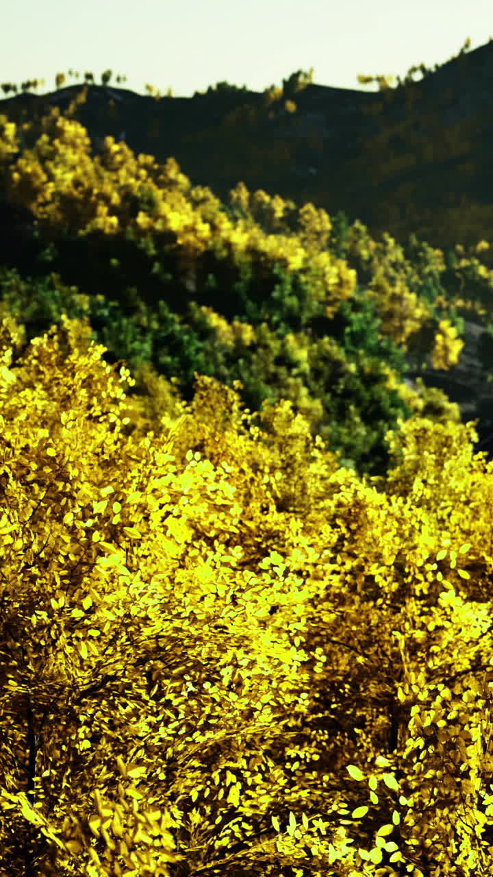 Bright yellow leaves cover trees on a hillside during autumn season