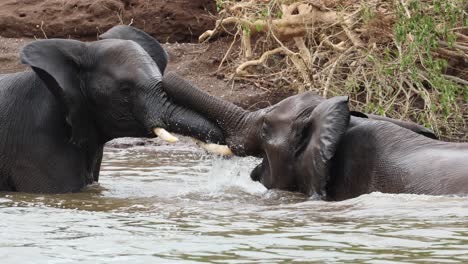 two african elephant bulls playing in the water, botswana