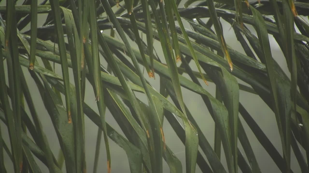arecaceae 야자나무 잎은 배경 보케 흐림과 떨어지는 빗방울로 흔들리고 있습니다.